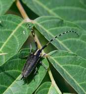 Image of Agapanthia (Epoptes) dahlii nitidipennis Holzschuh 1984