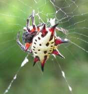 Image of Gasteracantha sanguinolenta C. L. Koch 1844