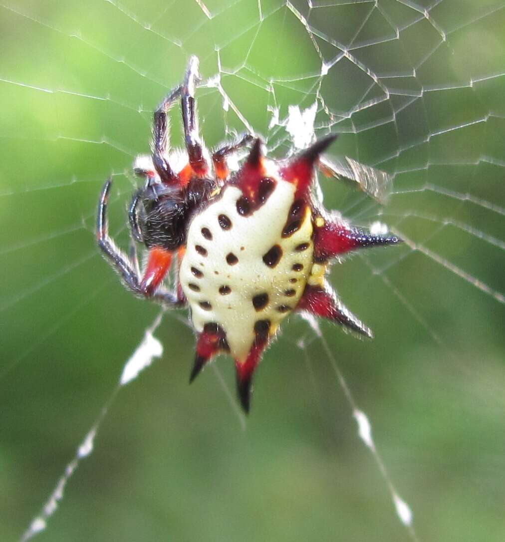 Image of Gasteracantha sanguinolenta C. L. Koch 1844