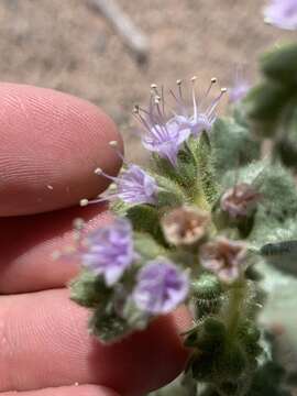 Phacelia palmeri Torr. ex S. Wats.的圖片