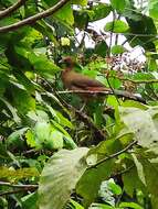 Image of Rufous-headed Chachalaca