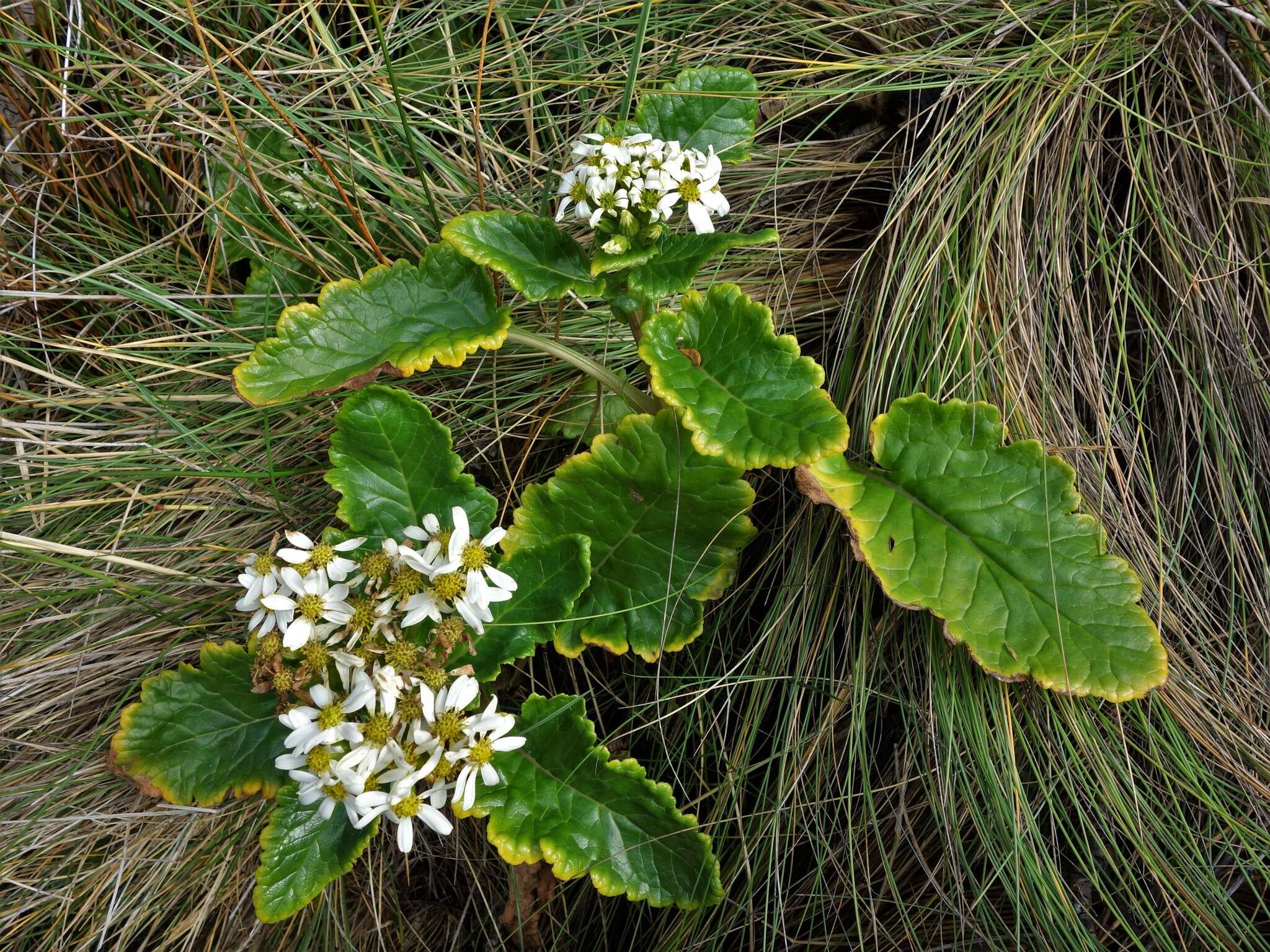 Image of Iocenes acanthifolius subsp. virens (Phil.) B. Nord.