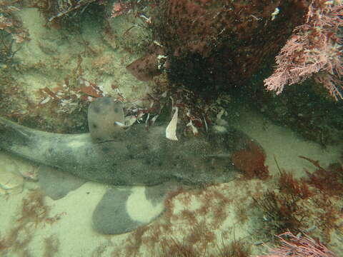 Image of Bullhead Shark