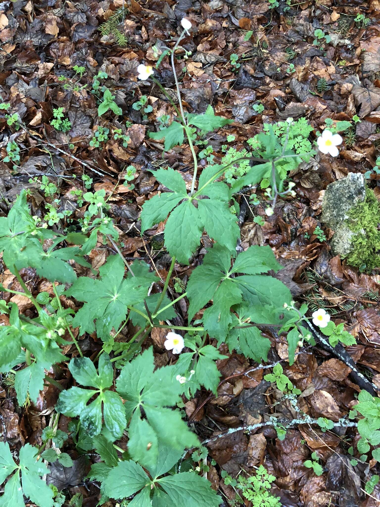 Ranunculus aconitifolius L. resmi