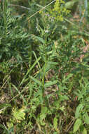 Image of Nepeta nuda subsp. nuda