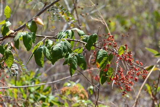 Image of Rhus terebinthifolia Schltdl. & Cham.