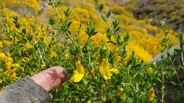 Image of snapdragon penstemon