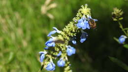 Plancia ëd Anthophora paranensis Holmberg 1903