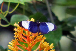 Image of Heliconius cydno galanthus Bates 1864