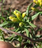 Image of Euthamia weakleyi G. L. Nesom