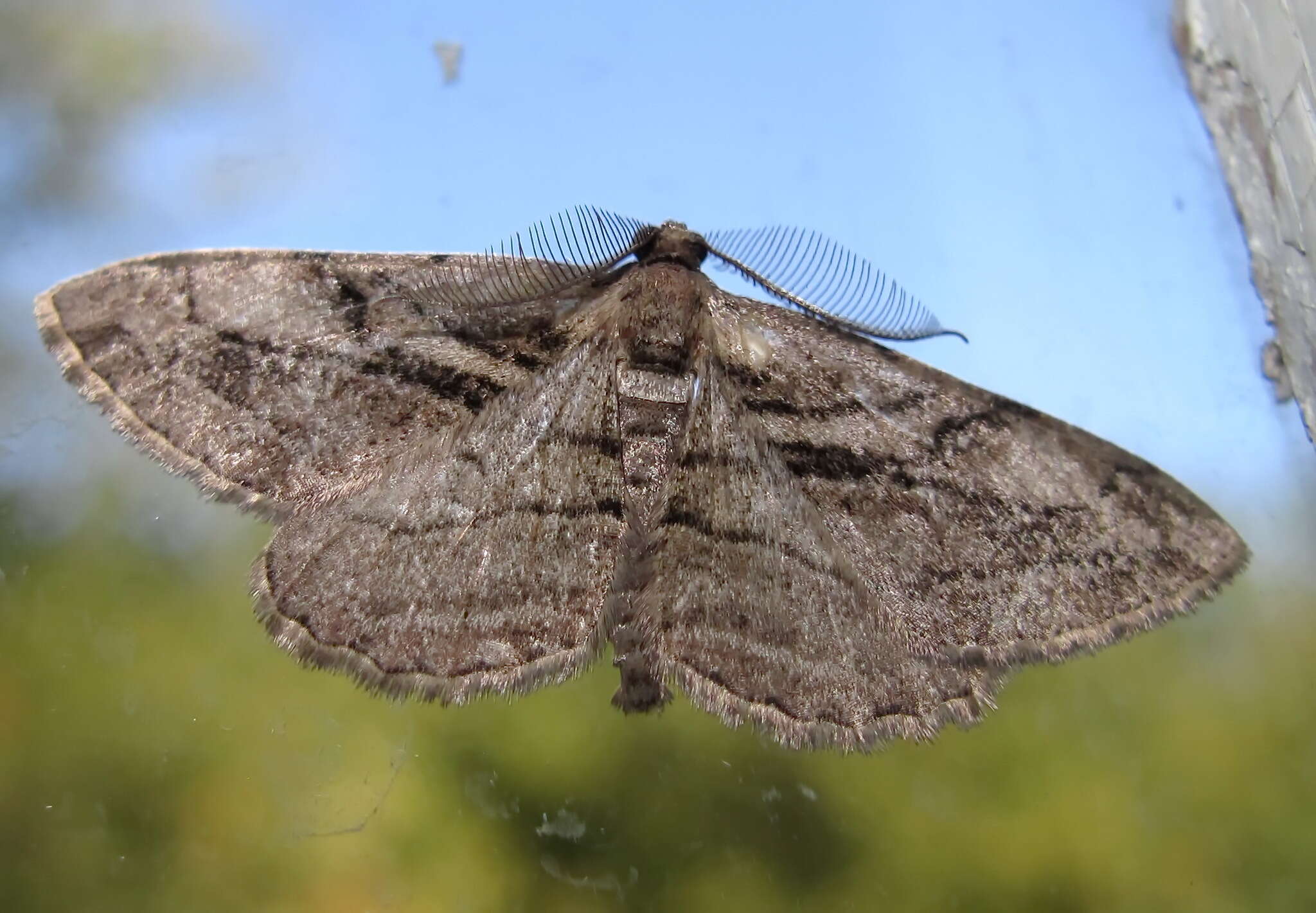 Imagem de Peribatodes correptaria Zeller 1847