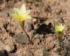 Image of Romulea pearsonii M. P. de Vos