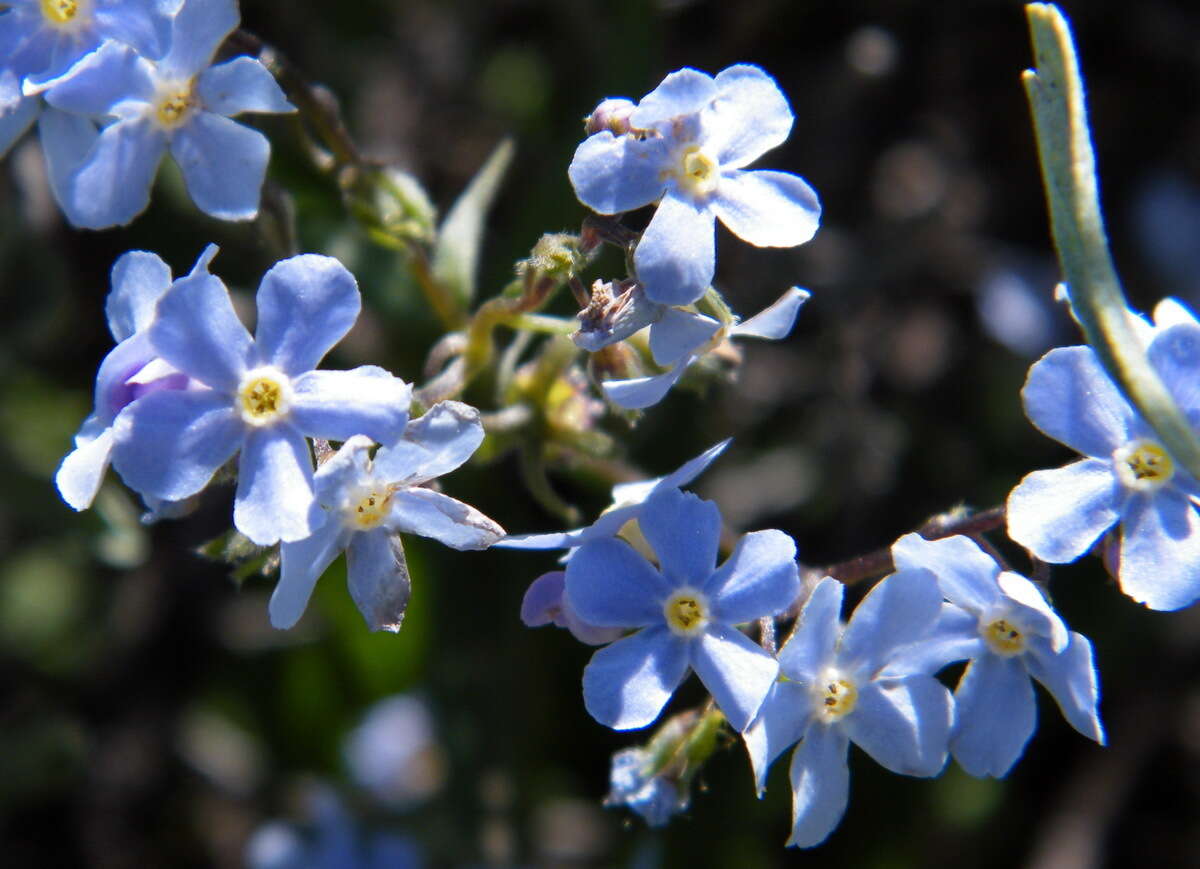 Image de hackélia bleu