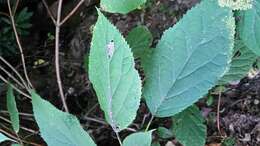 Image of wild hydrangea