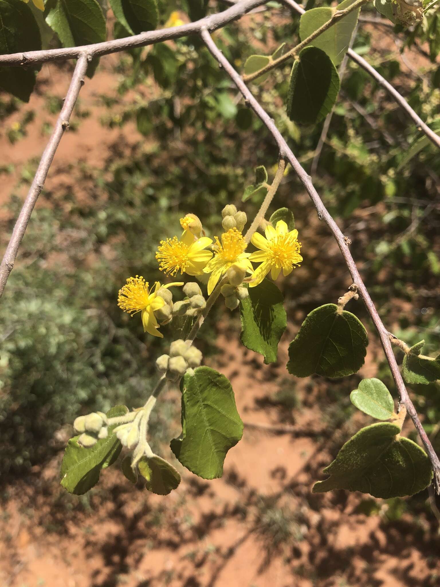 Image of Asegaai wood