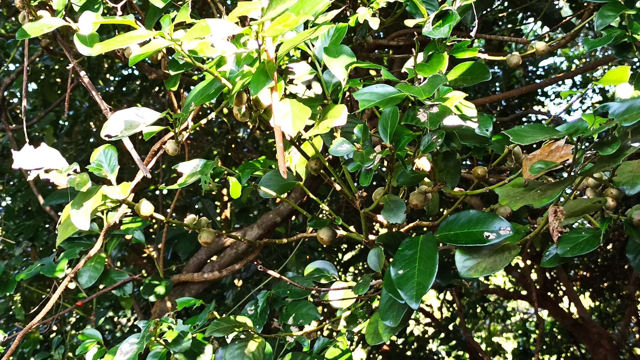 Image of Malaysian persimmon