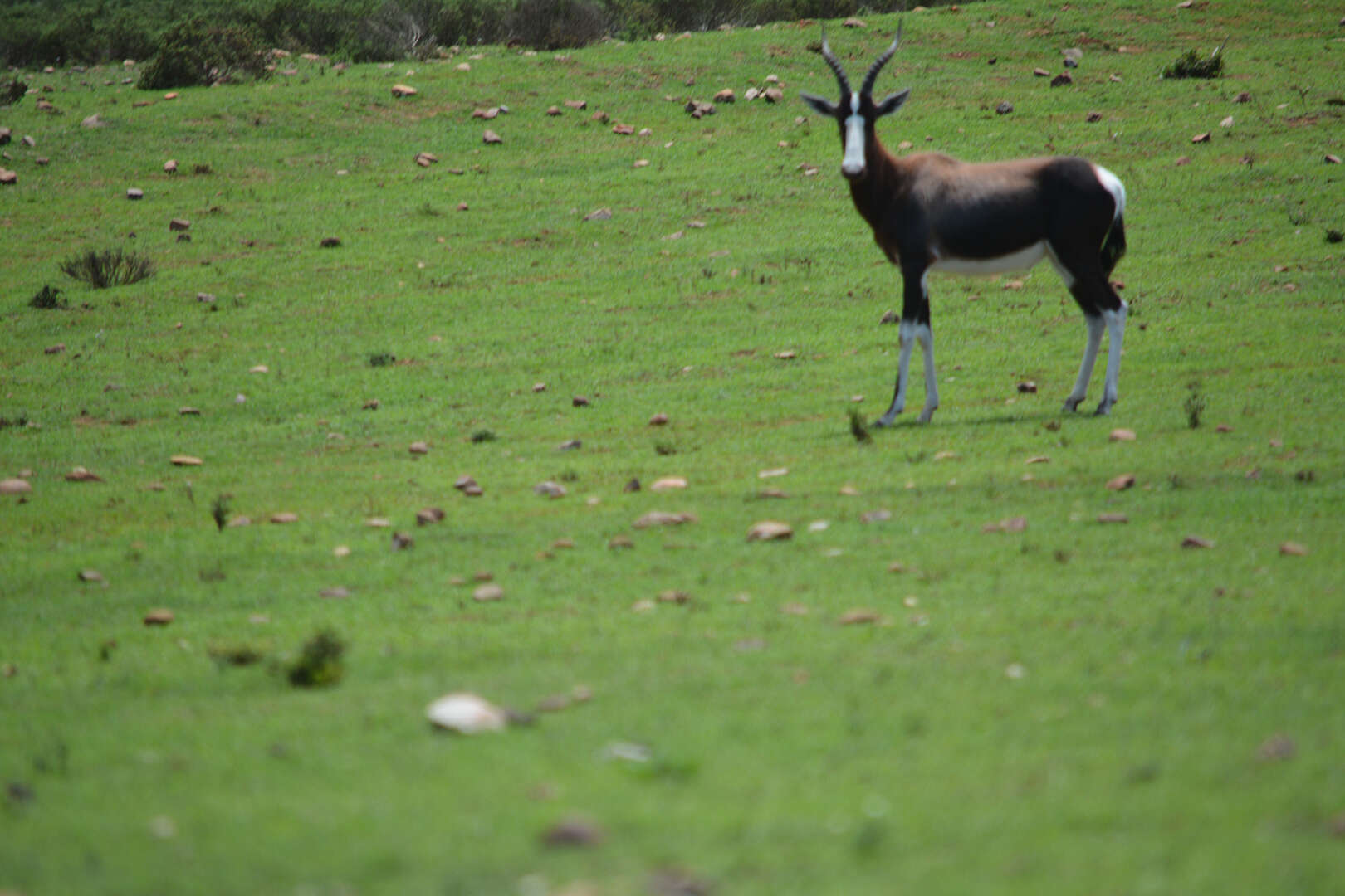 Image of Blesbok