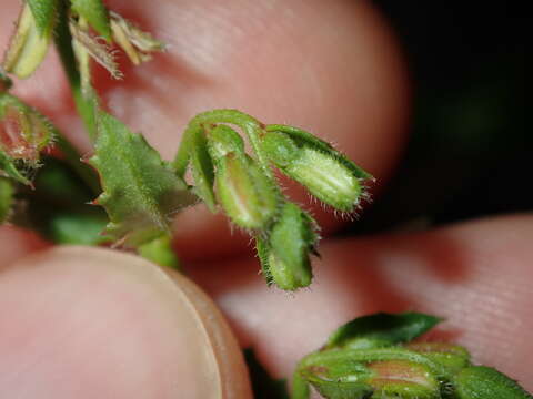 Image of Gonocarpus teucrioides DC.