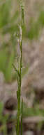 Image of Glyceria australis C. E. Hubb.