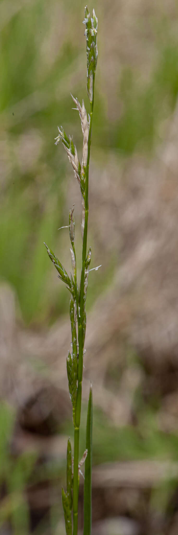 Imagem de Glyceria australis C. E. Hubb.