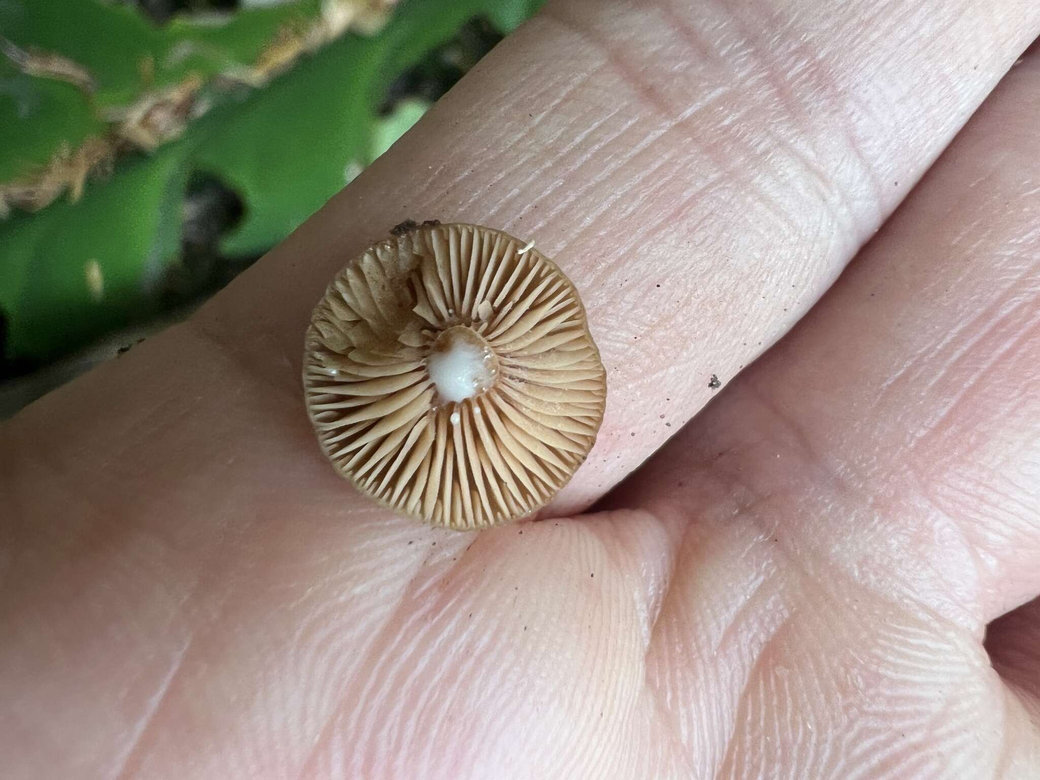 Imagem de Lactarius occidentalis A. H. Sm. 1960