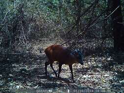 Image of East African Red Duiker