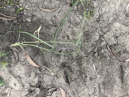 Image of Australian millet