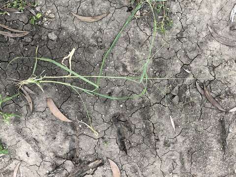 Image of Australian millet