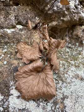 Image of Sullivant's coolwort