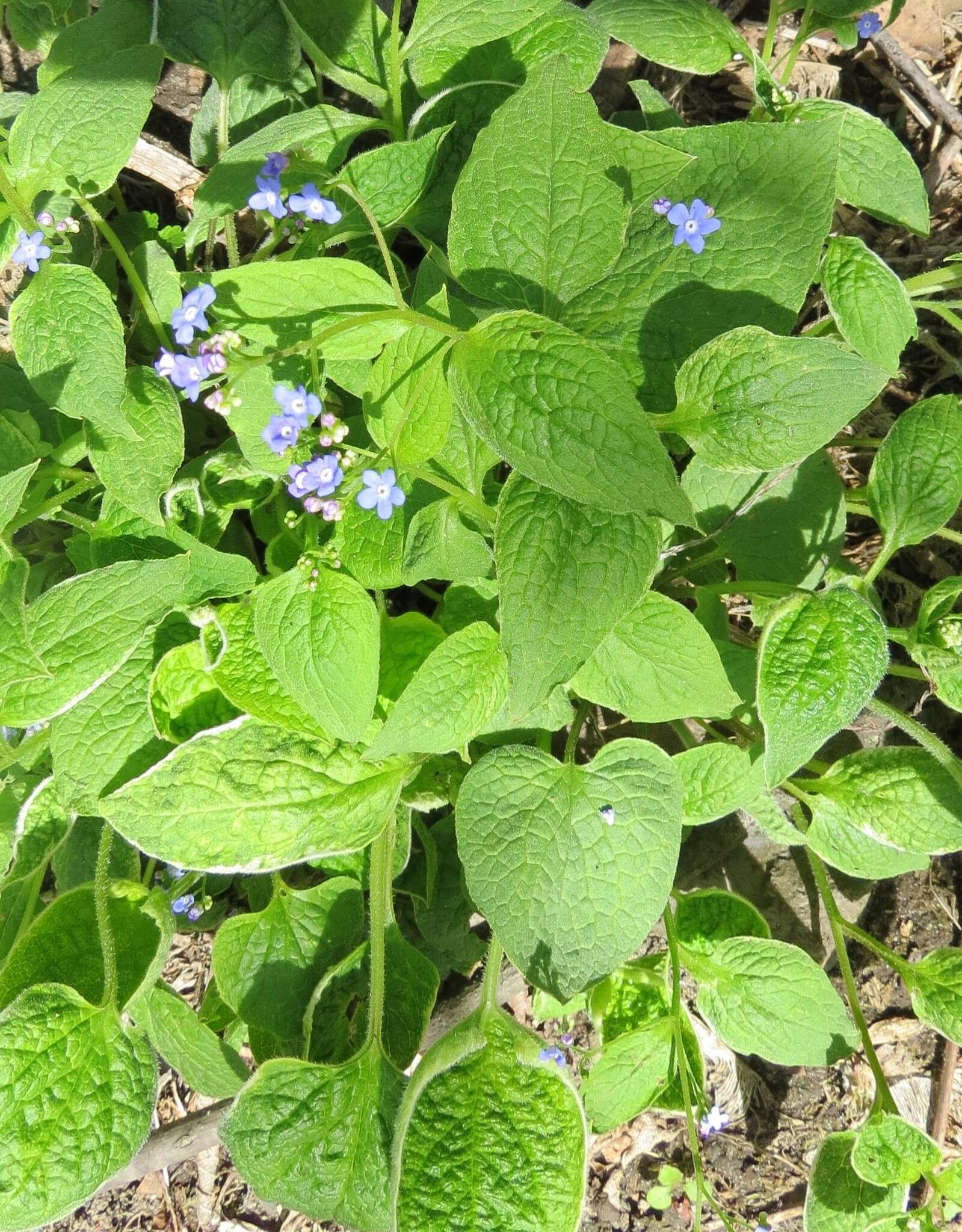 Brunnera resmi