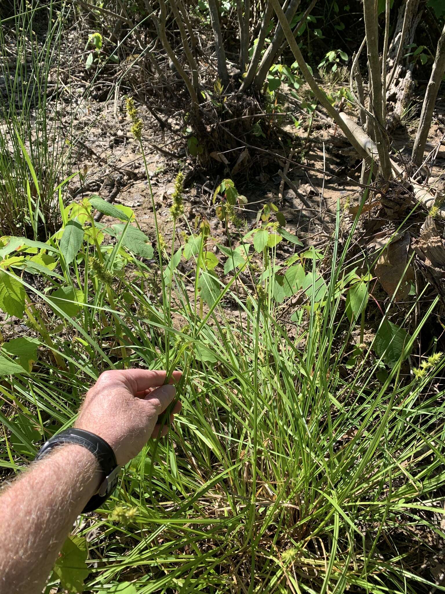 Image of Smooth-Sheath Sedge