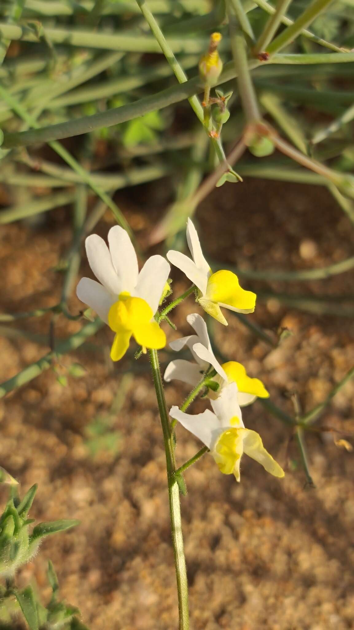 Image of Nemesia anisocarpa E. Mey. ex Benth.