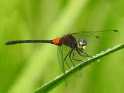 Image de Epithemis mariae (Laidlaw 1915)