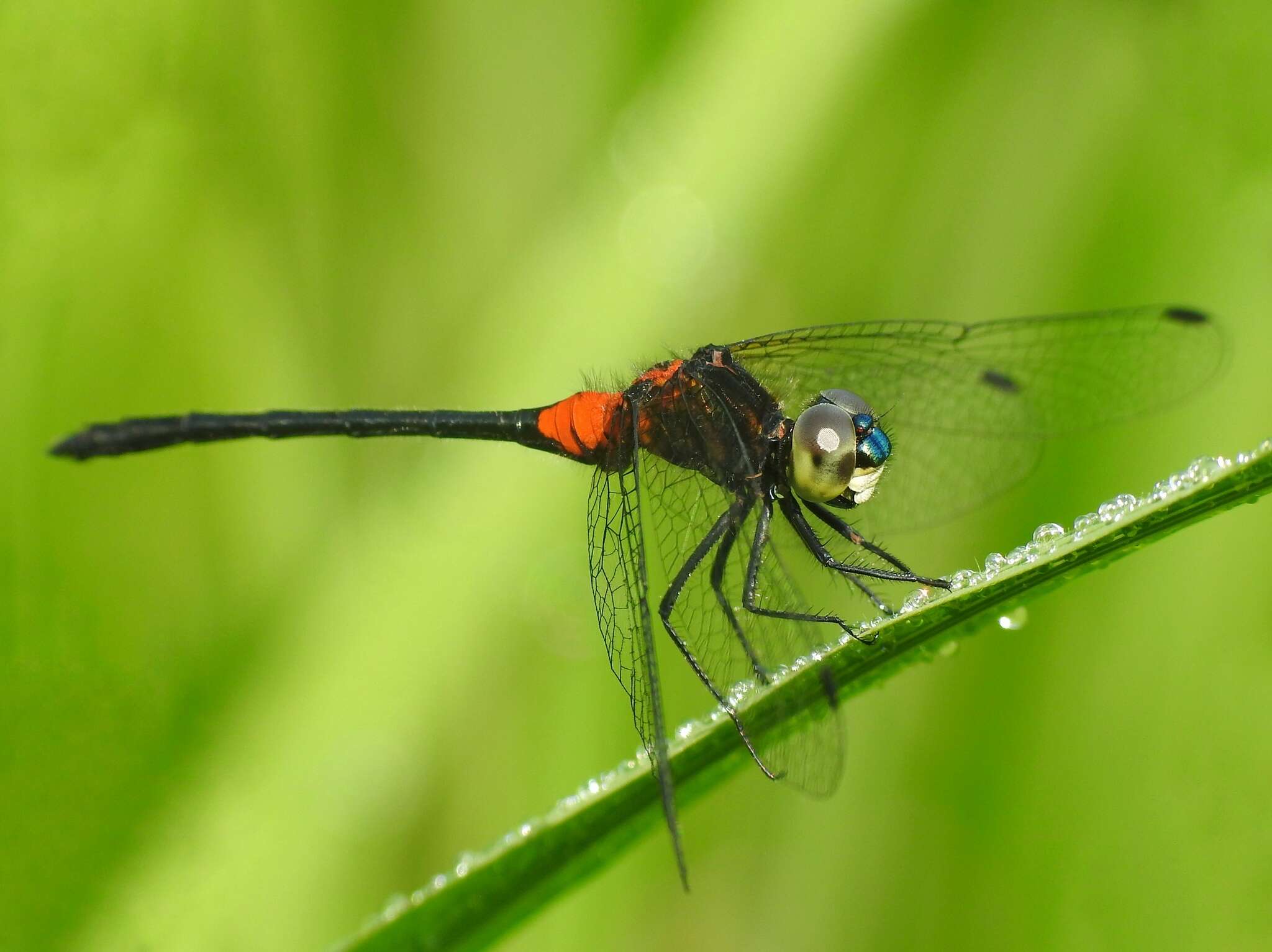 Image de Epithemis mariae (Laidlaw 1915)