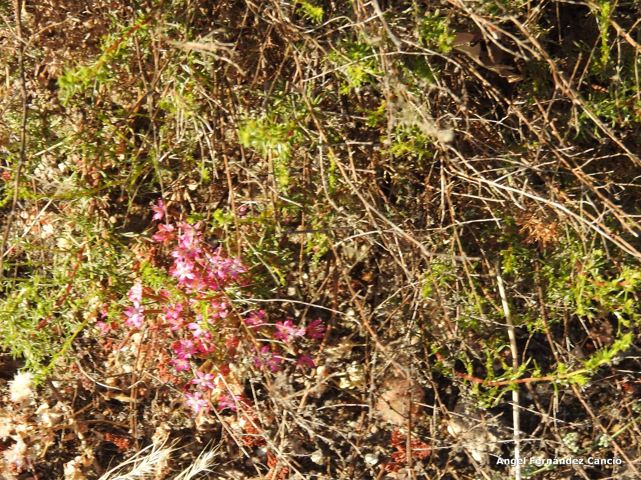 Image of Pistorinia hispanica (L.) DC.