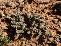 Image of Crassula corallina Thunb.