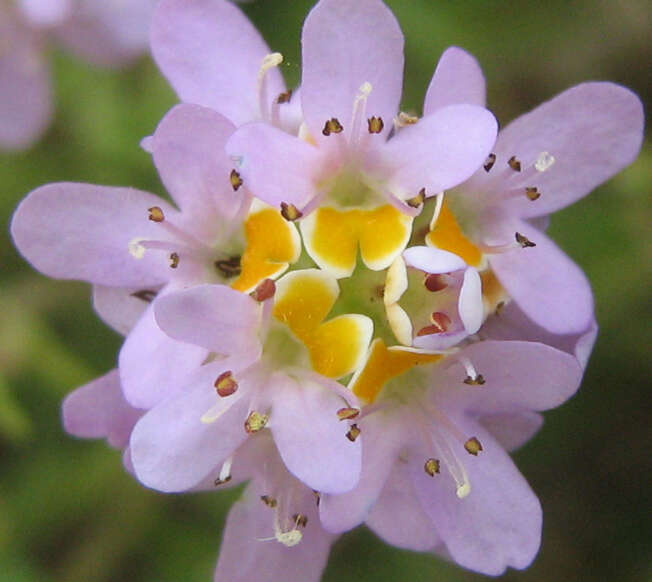 Image of Melanospermum foliosum (Benth.) O. M. Hilliard