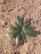 صورة Albuca secunda (Jacq.) J. C. Manning & Goldblatt