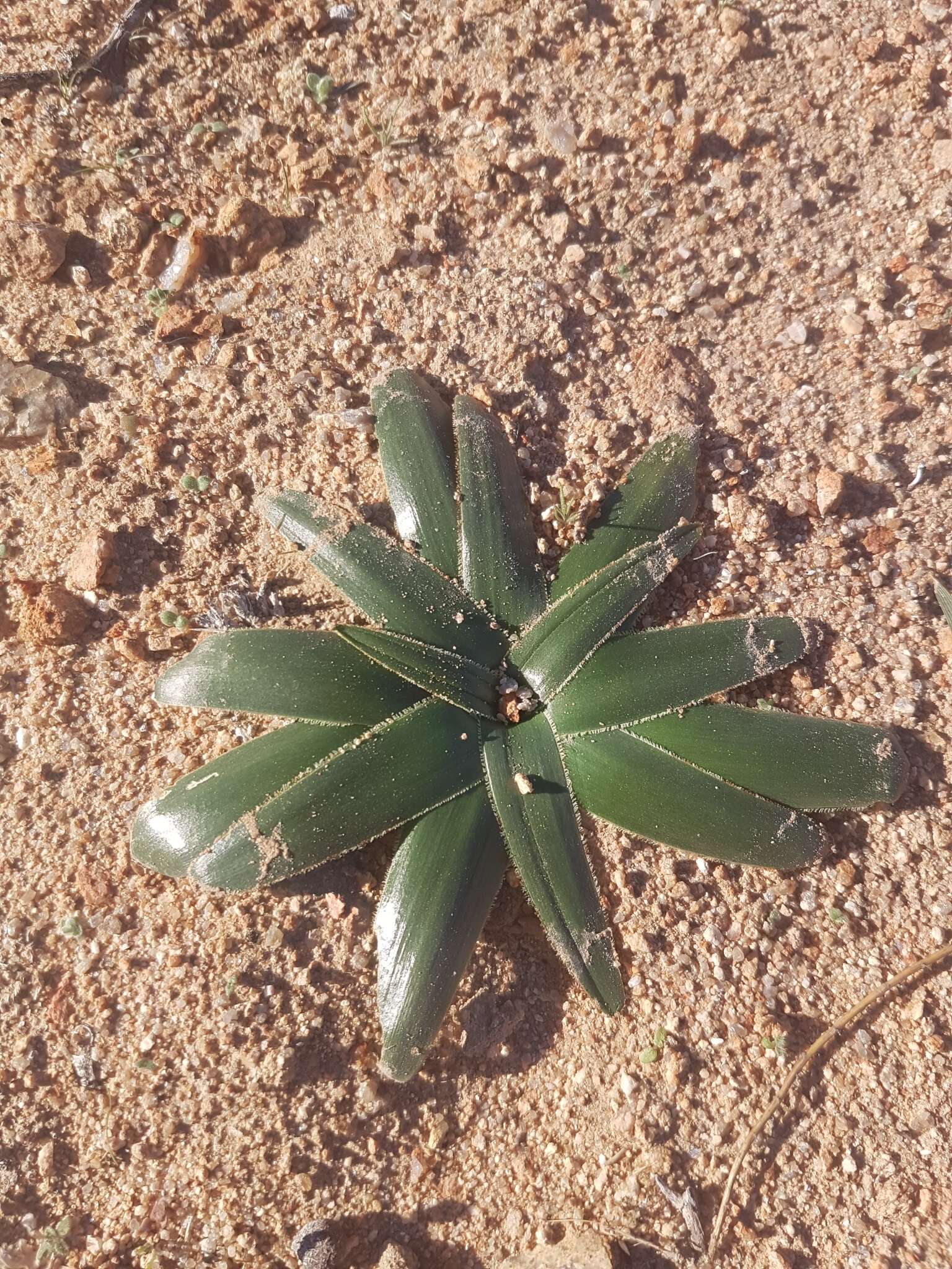 صورة Albuca secunda (Jacq.) J. C. Manning & Goldblatt