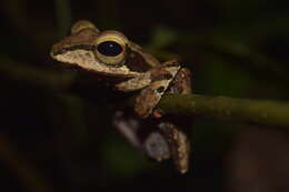 Image of Bongao tree frog