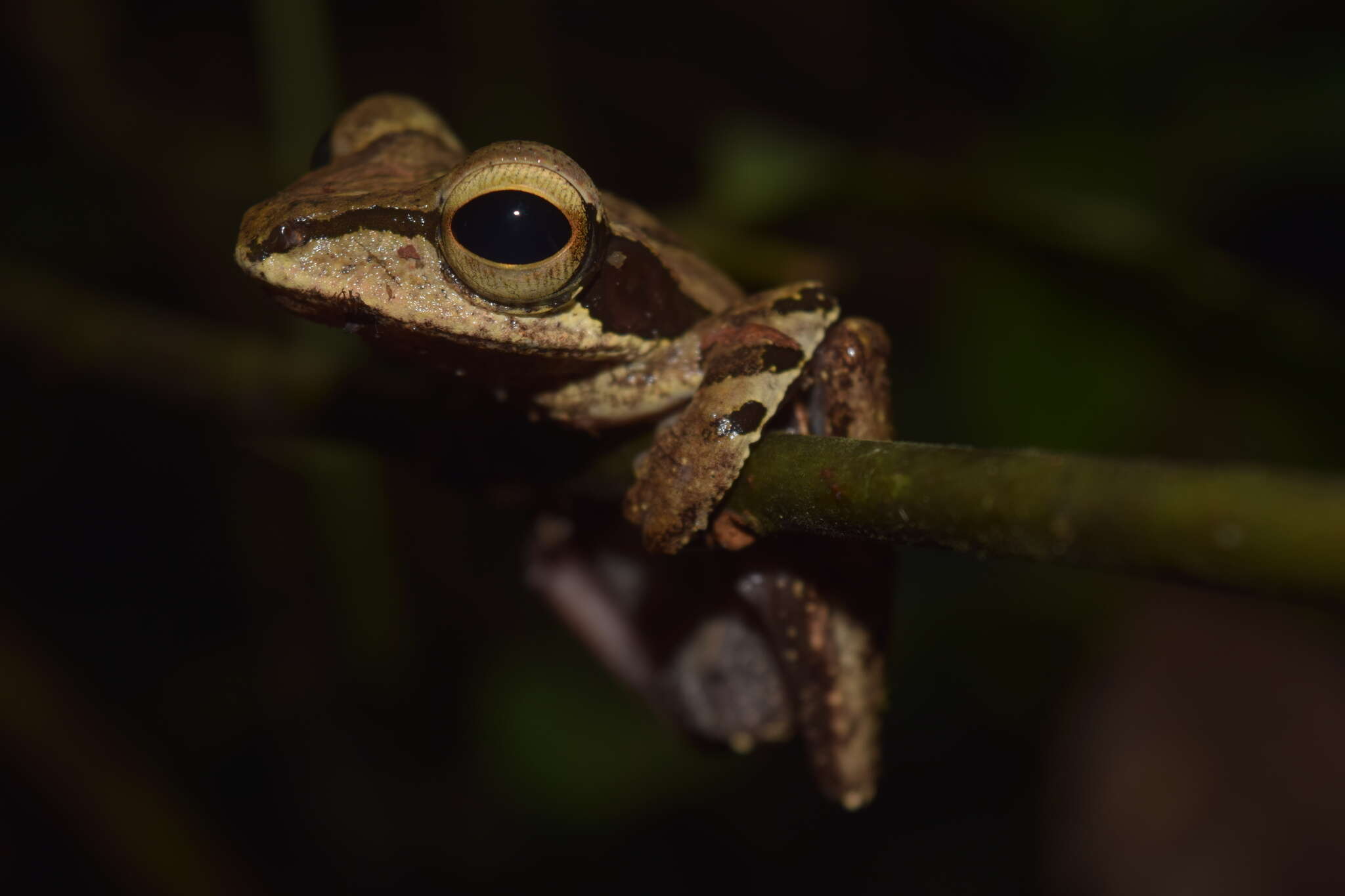 Imagem de Polypedates macrotis (Boulenger 1891)