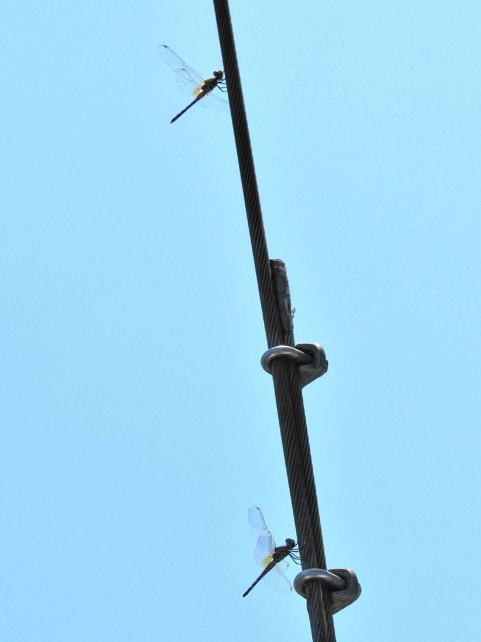 Image of Barbet Percher