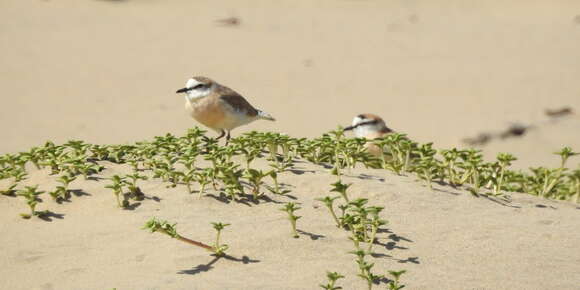 Sivun Charadrius marginatus mechowi (Cabanis 1884) kuva