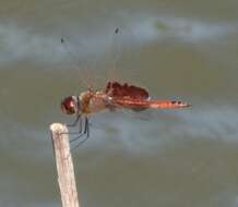 Image of Red Saddlebags