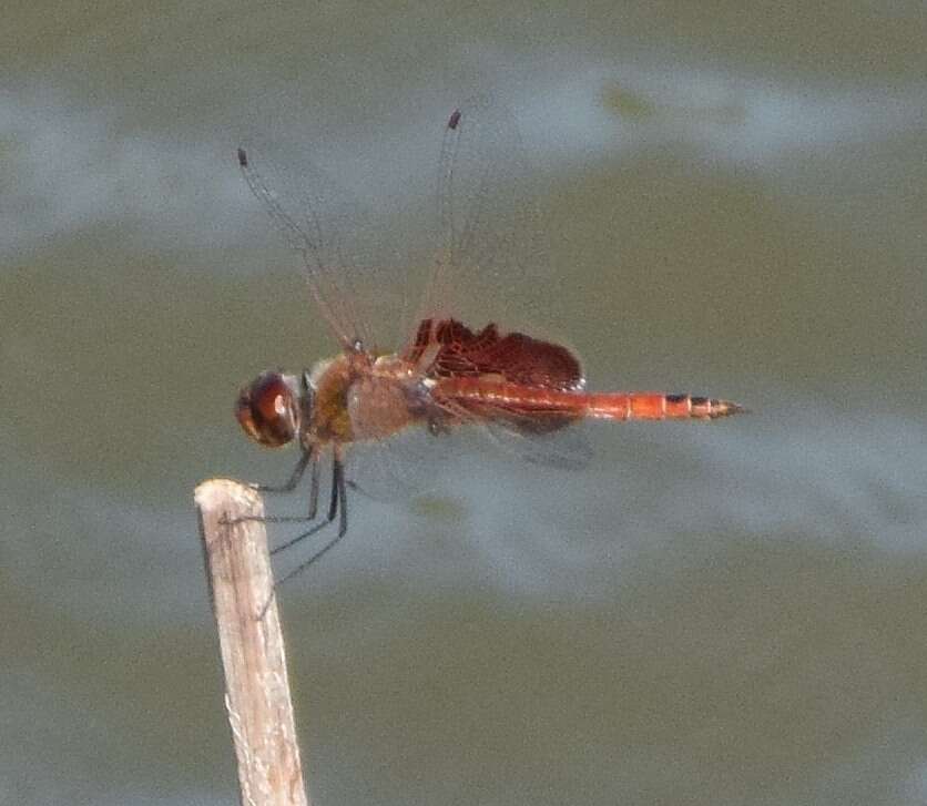 Image of Red Saddlebags