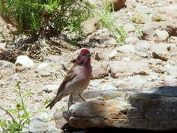 Image of Cassin's Finch