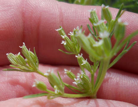 Image of plains sandparsley