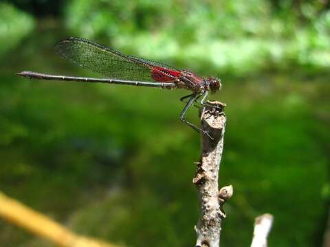 Hetaerina americana (Fabricius 1798) resmi