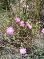 صورة Lampranthus densifolius (L. Bol.) L. Bol.