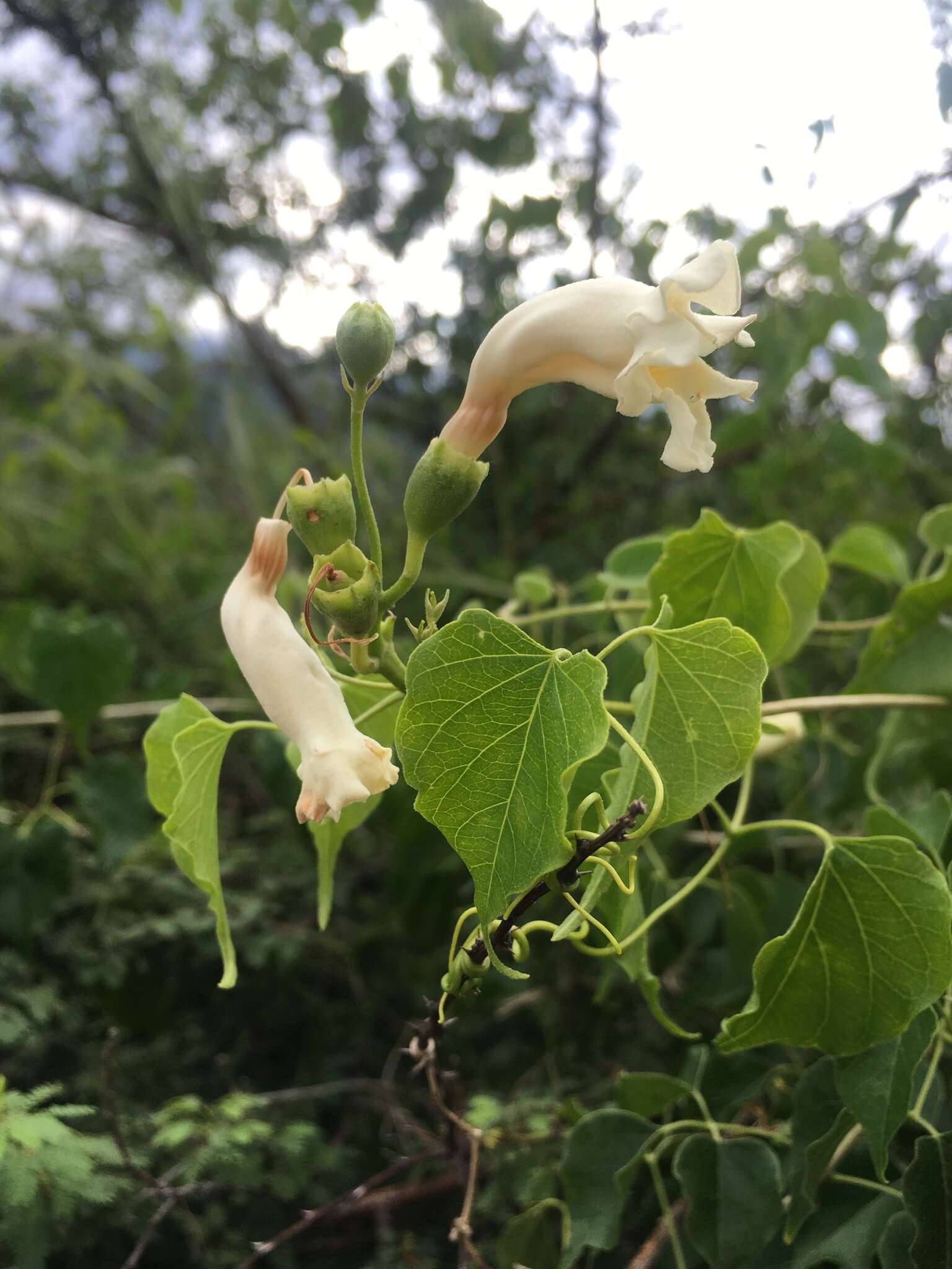 Imagem de Amphilophium carolinae (Lindl.) L. G. Lohmann